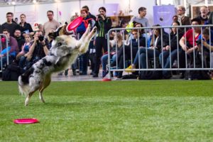 Veranstaltungsfotos: Diskdogging Vorführung Haustiermesse