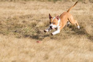 Tierfotos: Hector, American Staffordshire Terrier